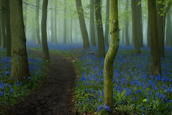 Strada forestale su sfondo di fiori blu