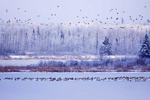 Hiver. Parc national. Beaucoup d oies