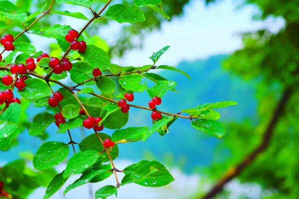 Bacche rosse su un ramo con gocce di pioggia