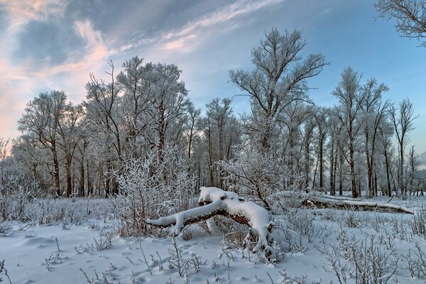 Weißer Wald im Schnee im Winter
