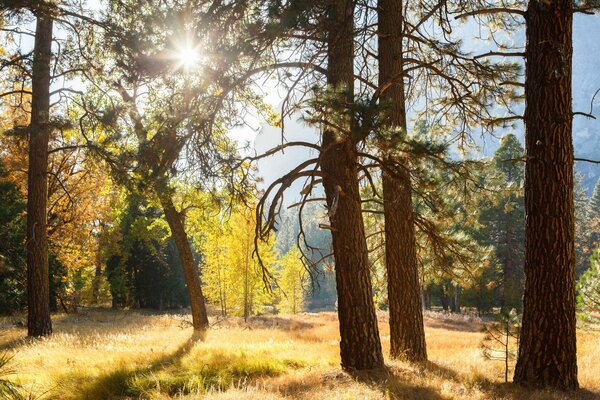 Parco Nazionale Yosemite foresta alberi raggi luce sole