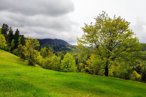 A clearing with a green lawn and mountains in the distance