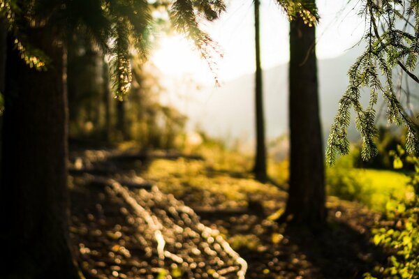 Kiefernzweige vor dem Hintergrund des sonnenverwöhnten Waldes