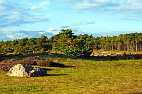 En Suecia, en un campo donde crece una pequeña hierba yace una gran piedra hay una pequeña casa detrás de él el bosque allí crecen árboles antiguos y el cielo es suavemente azul