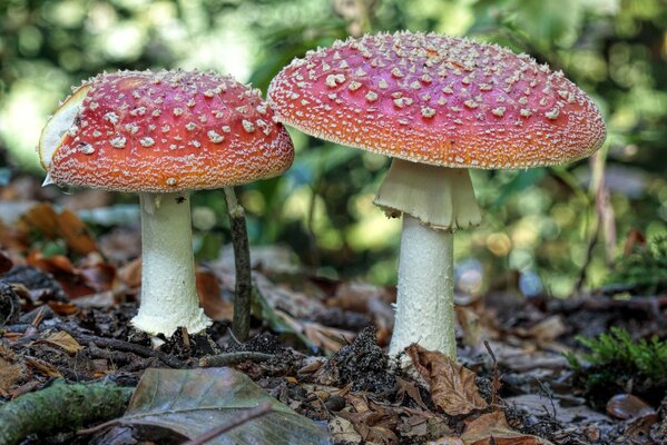 Kein Fliegenpilz, sondern ein Leckerbissen für einen Elch