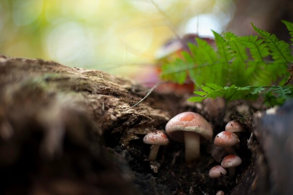 Champignons dans la forêt sur la souche nature