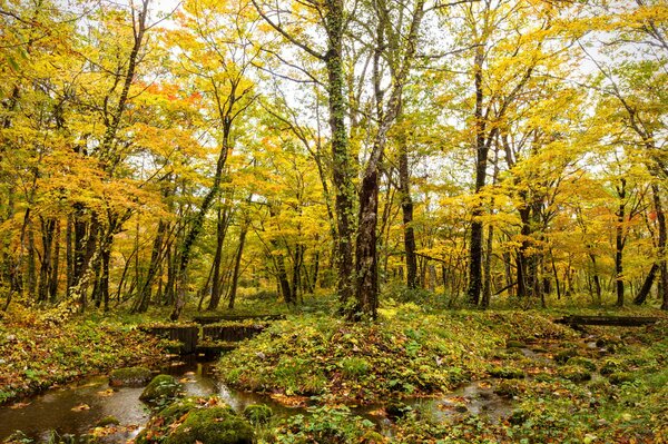 Herbstwald und Bach unter Bäumen