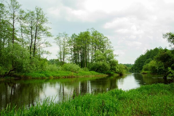 Rivière dans la forêt avec de l herbe verte