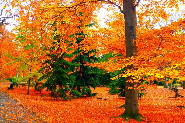 Beaucoup de feuilles d automne multicolores dans le parc