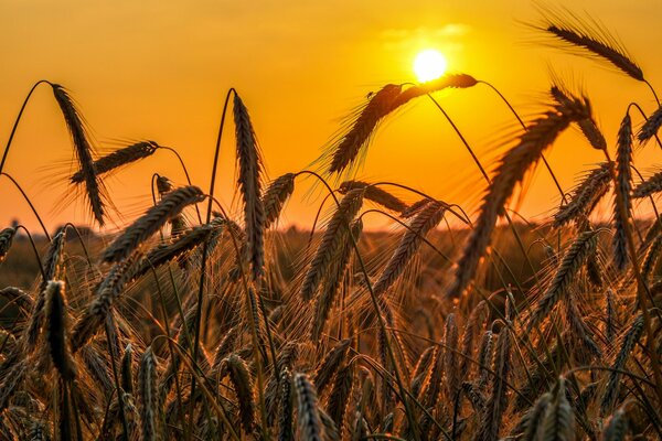 Tramonto sul campo di raccolta