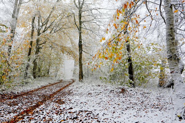 Bosque cubierto de nieve a finales de otoño