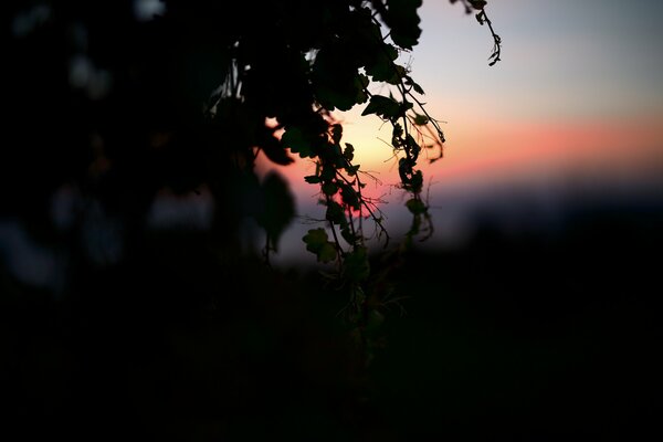 A tree branch in the rays of the setting sun
