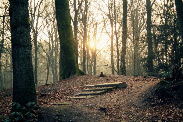 Il sole che fa capolino gli alberi nella foresta