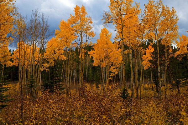 Goldener Wald mit gefallenem Laub