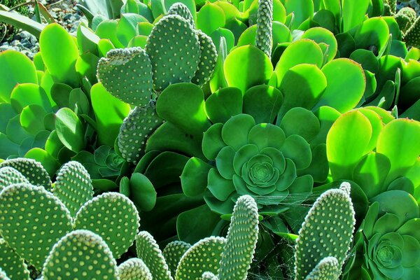 Bellissimi cactus a foglia nel giardino