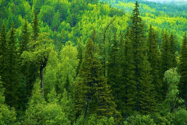 Taïga russe. Forêt sombre