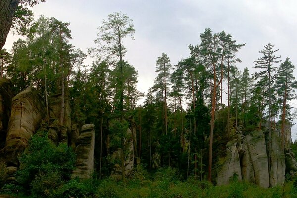 In diesem Wald reichten die Felsen zum Himmel. Unglaublich sperrig