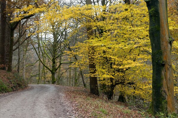 Strada attraverso la foresta autunnale