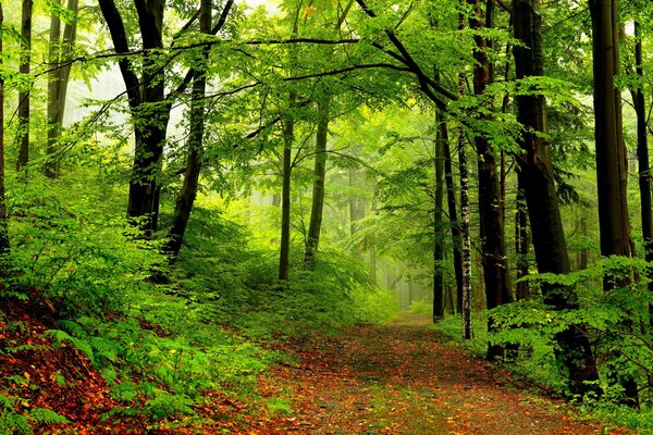 Die zarten grünen Farben des Frühlingswaldes