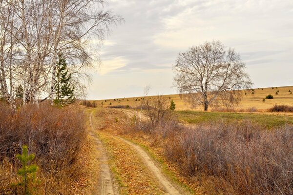 Autumn rustic beauty of trees and fields