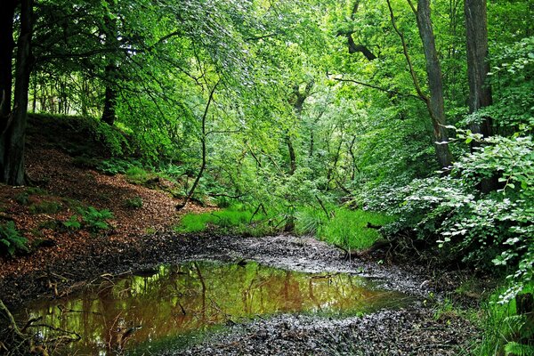 Verano Fabuloso en el bosque belleza