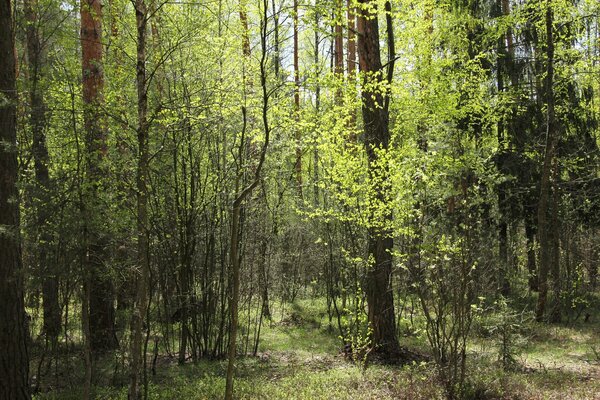 Весенняя опушка леса в солнечных лучах