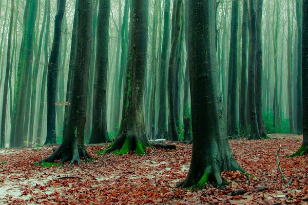 A magical forest with fallen leaves in autumn