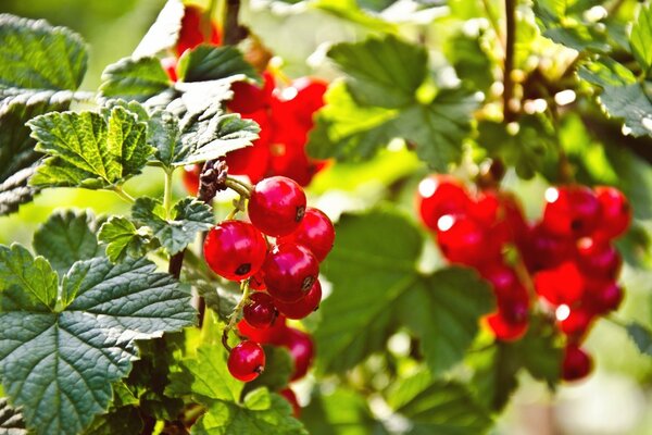 Bayas de grosella roja brillantes al sol