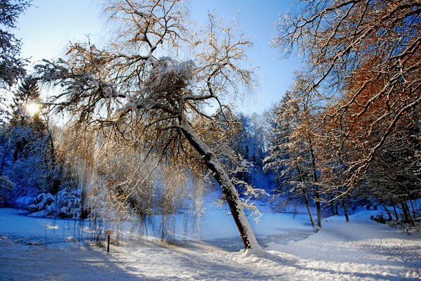 Pintura de invierno de árboles y nieve