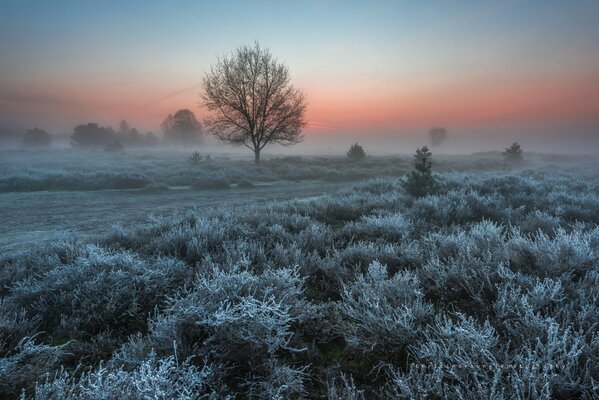 Givre aux pays-bas