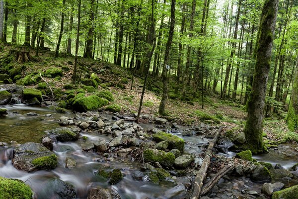 The flow of the river in the forest among the trees