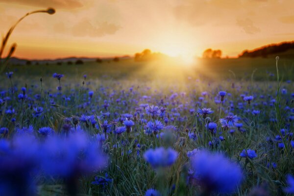 Lever du soleil du matin avec des fleurs
