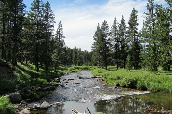 Mountain river in coniferous forest