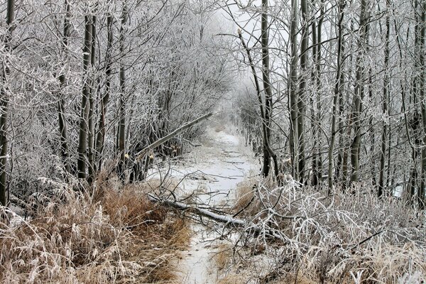 Foto foresta invernale e albero caduto