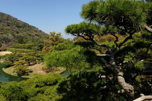 Au Japon, il y a un jardin entouré de verdure qui pousse de beaux arbres et offre une vue sur le plan d eau