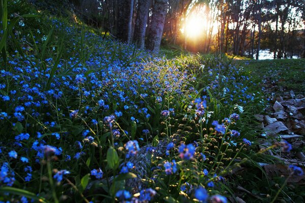 Radura con fiori all alba del mattino