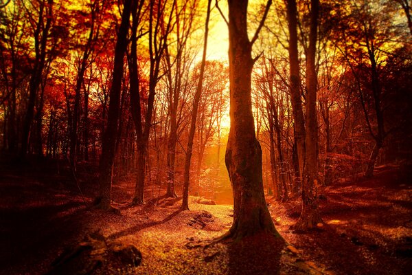 Evening forest in the red rays of sunset