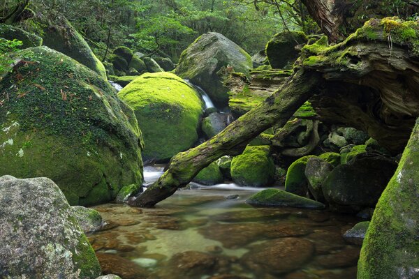 Rocce e alberi coperti di muschio