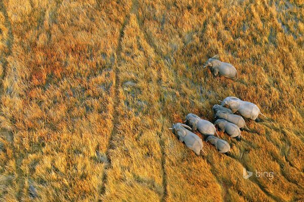 Afrikanische Elefanten im Okavango-Delta