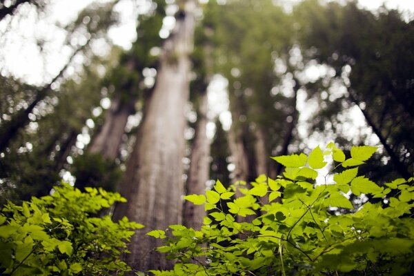 Shooting the forest from the bottom up