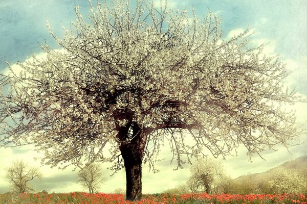 A blooming tree in the middle of a field