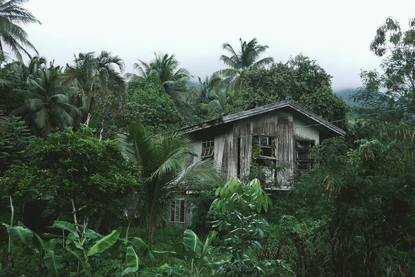 A wooden collapsed house in the jungle