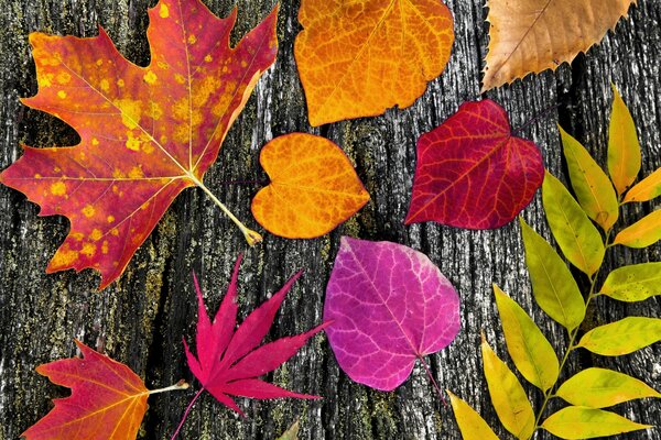 Colorful autumn leaves of different trees