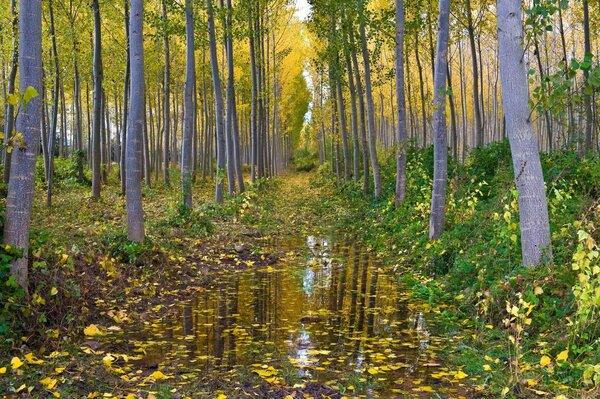 Bosque de álamos en otoño después de la lluvia