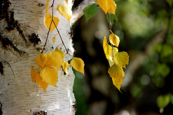 Macro shooting autumn birch foliage