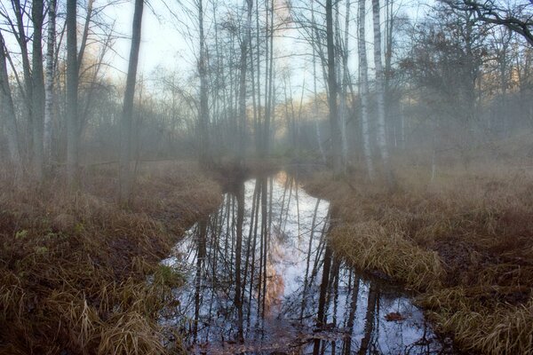 A walk in the early foggy morning in the forest