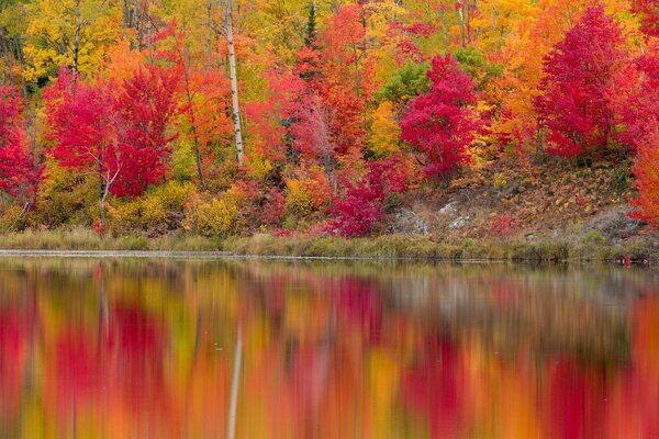 Brillantes árboles del bosque de otoño en la orilla del río