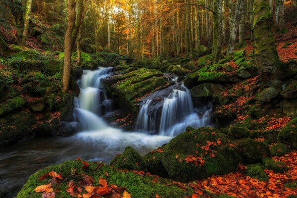 Ruscelli nella foresta d autunno