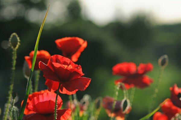 Bright poppies on a green background