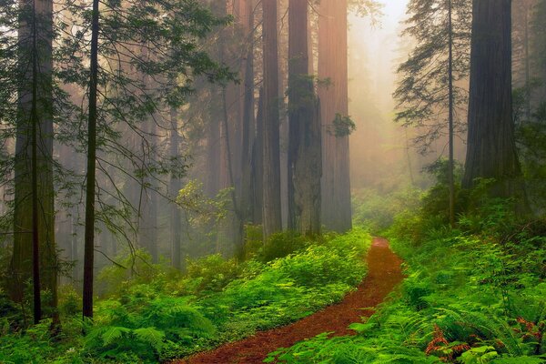 Sentiero tra sequoi nella foresta verde